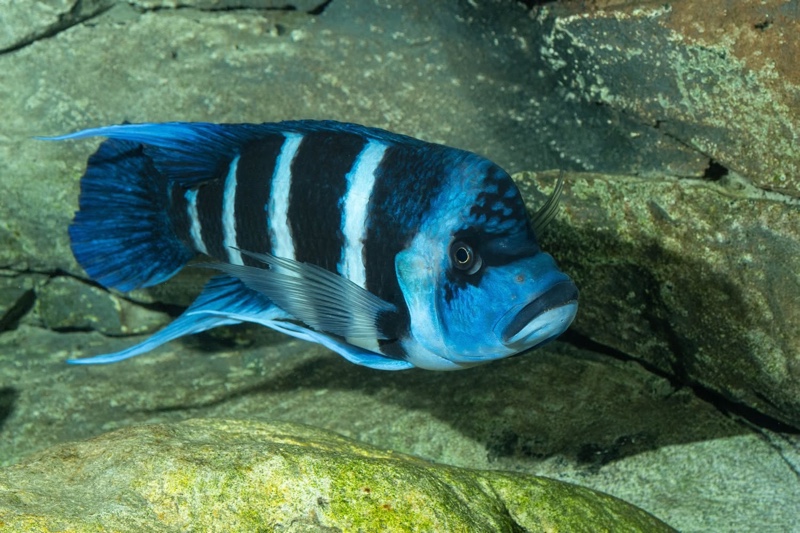 Cyphotilapia gibberosa 'Mtoto' (Moba)